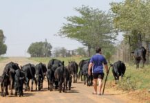 Dexter cattle: Ideal for meat and dairy Dexter cattle