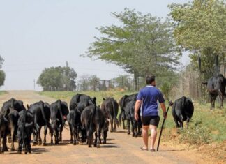 Dexter cattle: Ideal for meat and dairy Dexter cattle