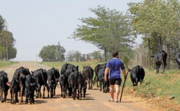 Dexter cattle: Ideal for meat and dairy Dexter cattle