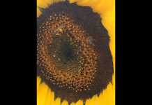 Drought conditions affecting SA’s bee population