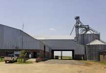 Maize meal and animal feed milling – lessons from an expert