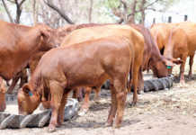 The first Malawi Brangus stud makes its mark