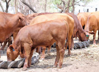 The first Malawi Brangus stud makes its mark