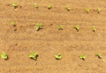 Planting and fertilising lettuce Planting and fertilising lettuce