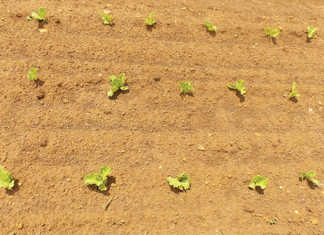 Planting and fertilising lettuce