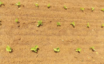 Planting and fertilising lettuce