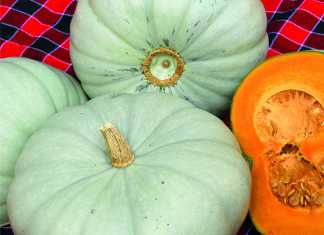 Planting vegetables: 3 things to consider