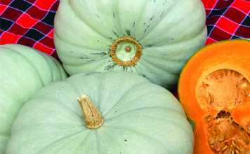 Planting vegetables: 3 things to consider