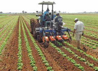 What to do after transplanting lettuce
