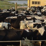 Milk price increase