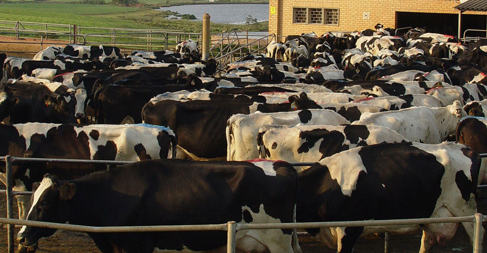 Milk prices to increase by May due to drought Milk prices to increase by May due to drought