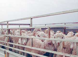 moving-livestock