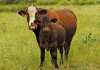 afrikaner-sussex-cow-calf