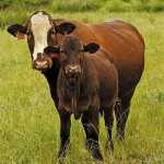 afrikaner-sussex-cow-calf