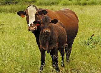 afrikaner-sussex-cow-calf