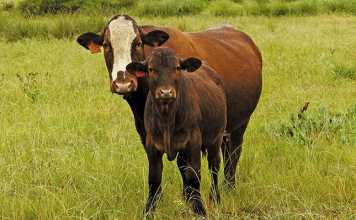 afrikaner-sussex-cow-calf