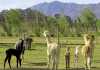 Alpaca farming in South Africa