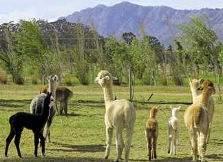 Alpaca farming in South Africa