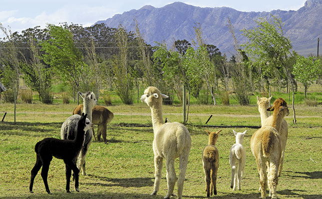 Alpaca farming in South Africa Alpaca farming in South Africa