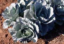 Cabbages a step by step beginner’s guide