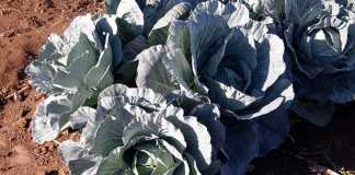 Cabbages a step by step beginner’s guide