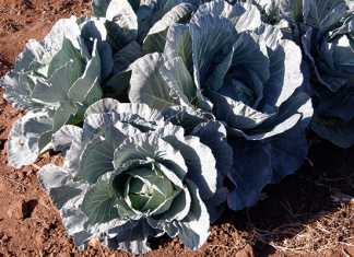 Cabbages a step by step beginner’s guide