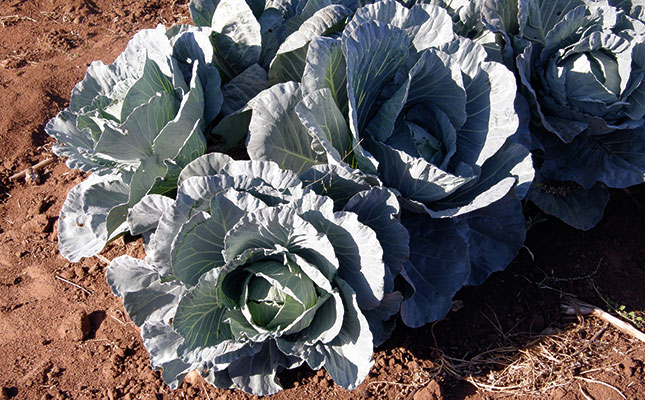 Cabbages: a step-by-step beginner’s guide