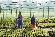 Conquering the indigenous flower market