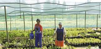 Conquering the indigenous flower market