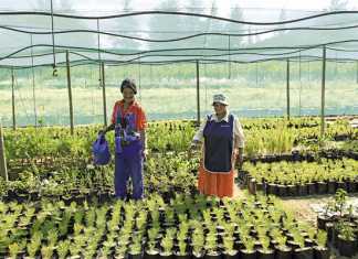 Conquering the indigenous flower market
