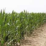 Growing opportunities with maize