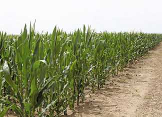 Growing opportunities with maize