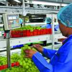 Lean agriculture applied to SA