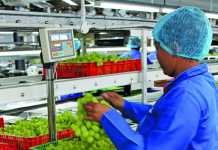 Lean agriculture applied to SA