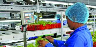 Lean agriculture applied to SA