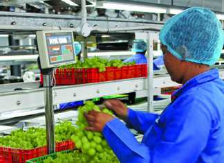 Lean agriculture applied to SA