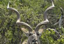 Mega-ranches: how to build and run one