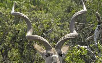 Mega-ranches: how to build and run one