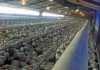 Transformation plans for the poultry industry mokwenas-poultry-house