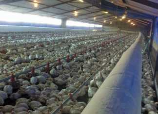 mokwenas-poultry-house