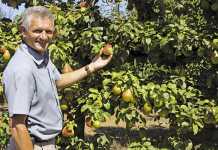 Proactive fruit farming techniques
