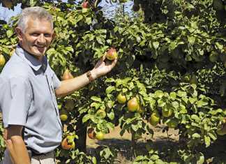 Proactive fruit farming techniques