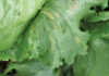 Fungal diseases of lettuce