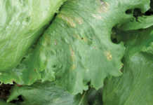 Fungal diseases of lettuce