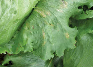 Fungal diseases of lettuce