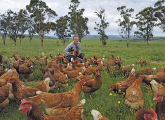 Chicken trailers optimise egg production