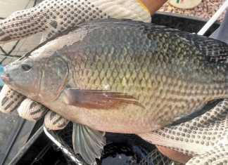 Generalist-and-specialist-fish-species