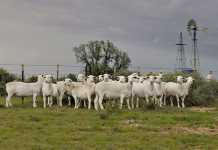 Good news for the lamb and mutton industry consumer trends