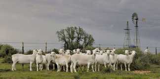 Good news for the lamb and mutton industry consumer trends