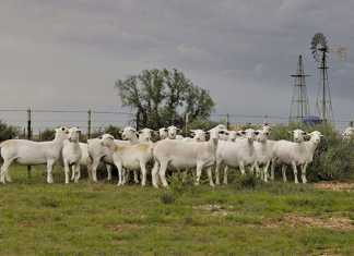 Good news for the lamb and mutton industry consumer trends